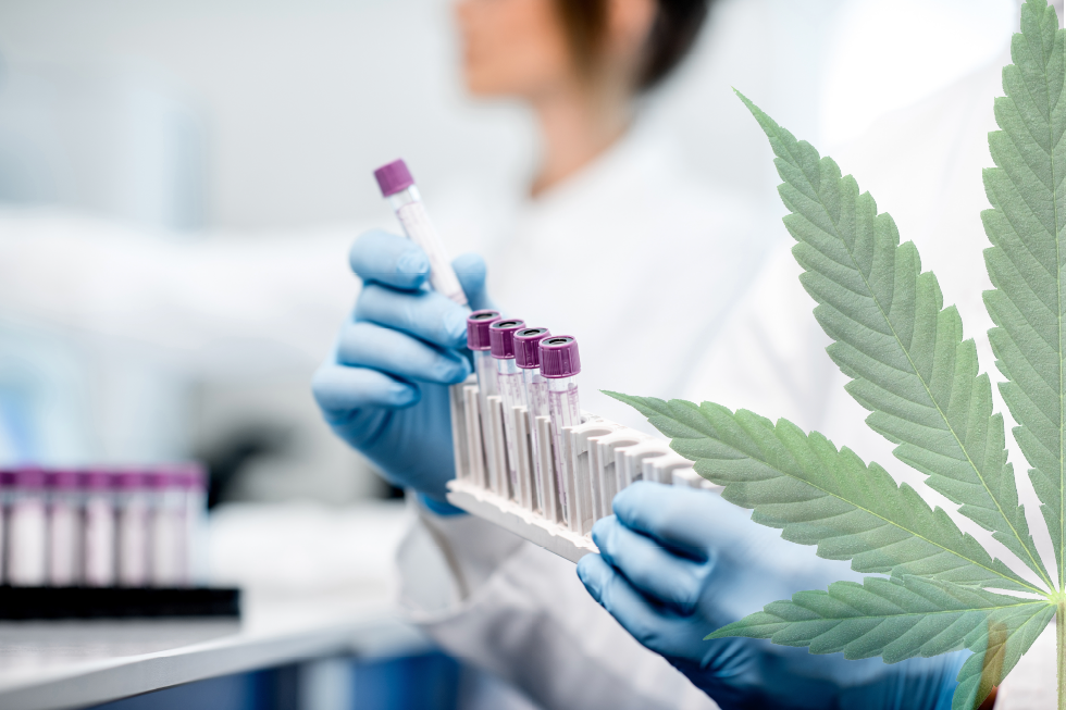 Marijuana Has Been Legalized in the Majority of States, but OSHA’s Post-Incident Drug-Testing Guidance Hasn’t Changed
